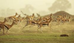 A herd of gazelles running.