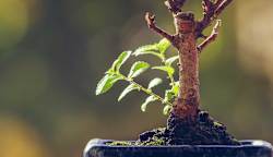 A tree branch with new growth.